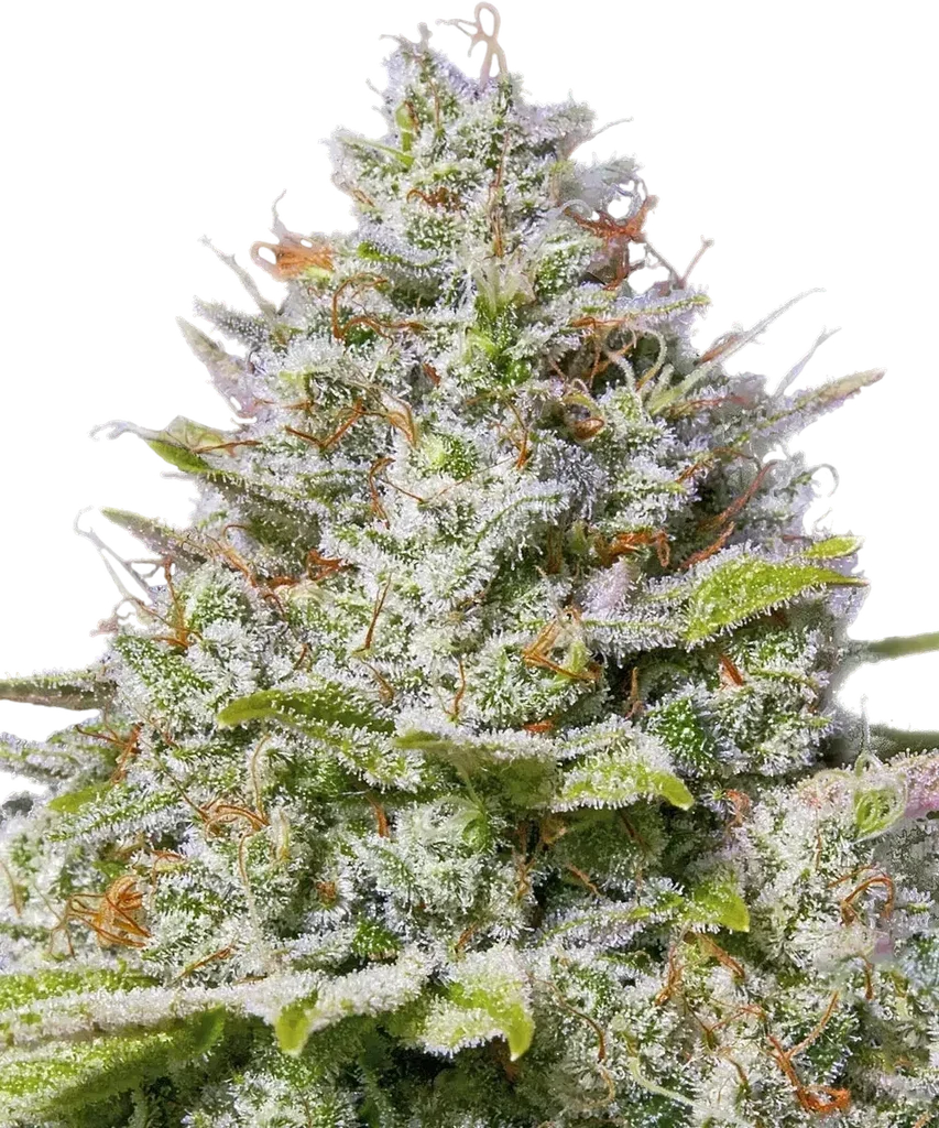 Blue Gelato 41 – Produktansicht