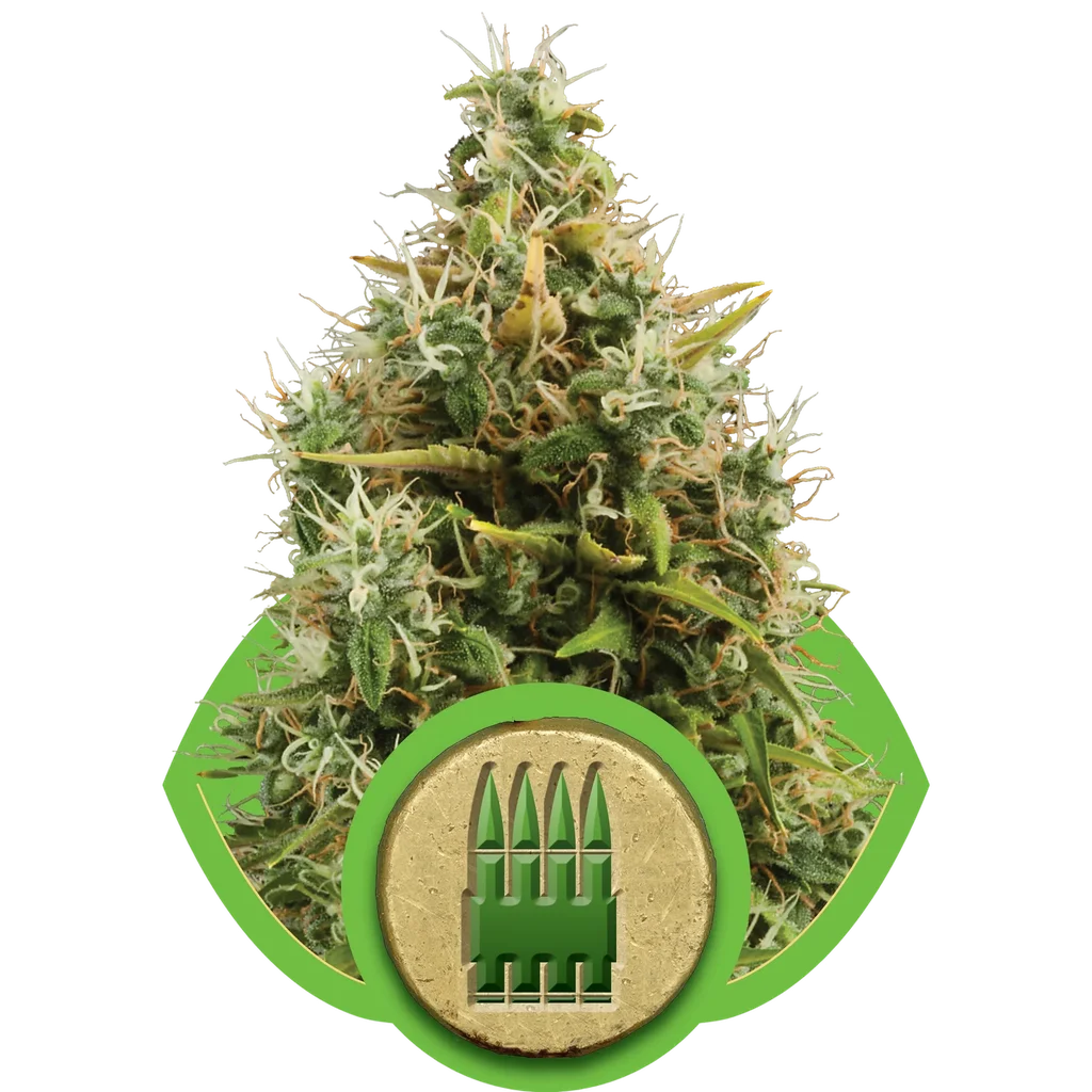 Royal AK Auto – Produktansicht