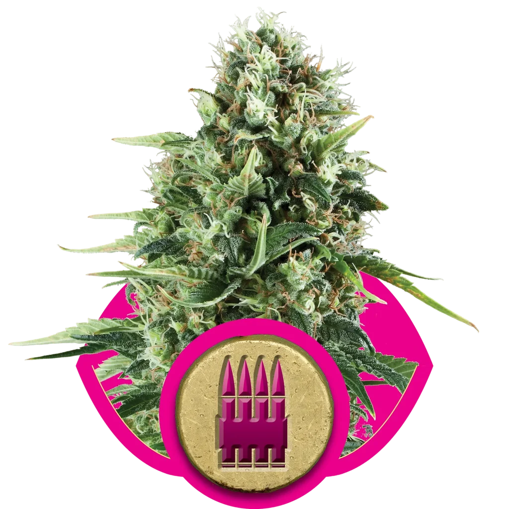 Royal AK – Produktansicht