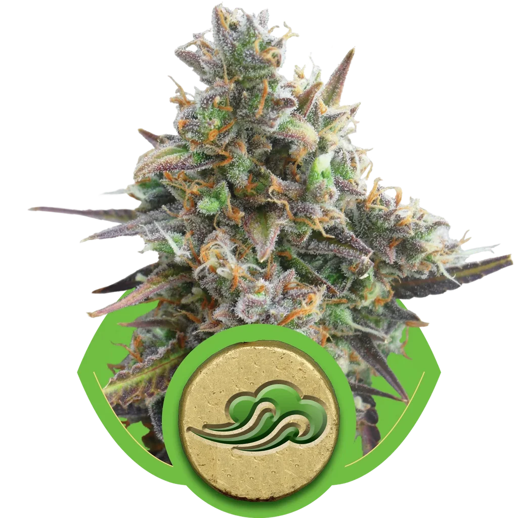 Royal Bluematic Auto – Produktansicht