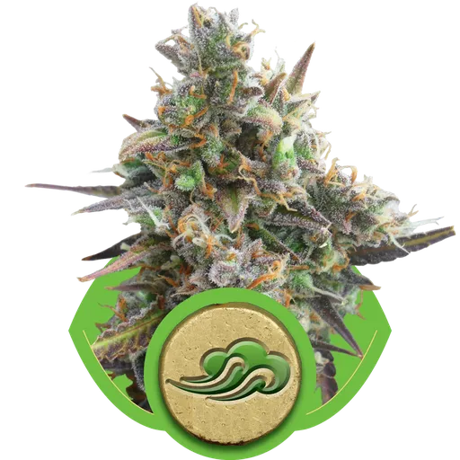 Royal Bluematic | AUTOFEM | Royal Queen Seeds