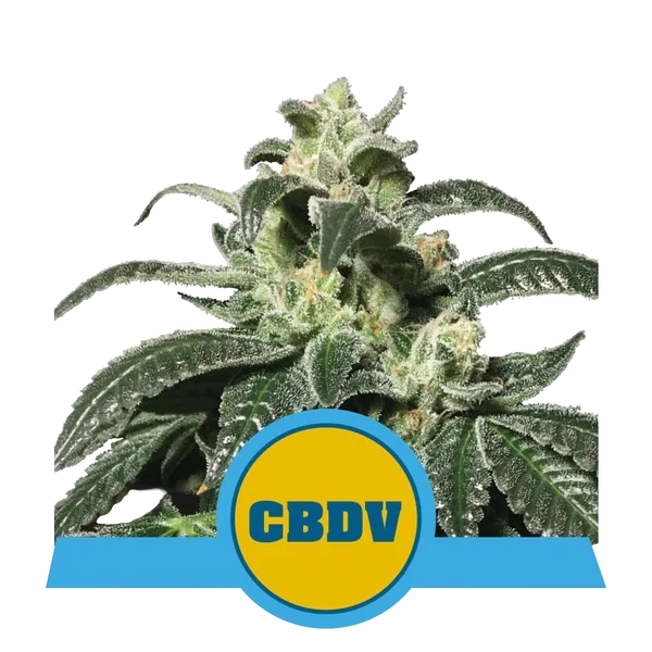 Royal CBDV Auto – Produktansicht