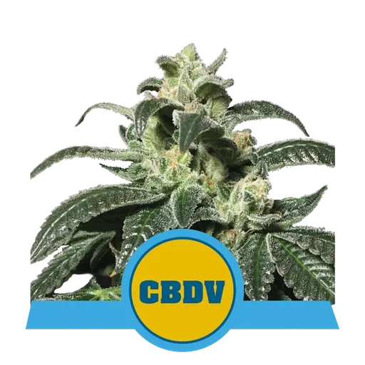 Royal CBDV