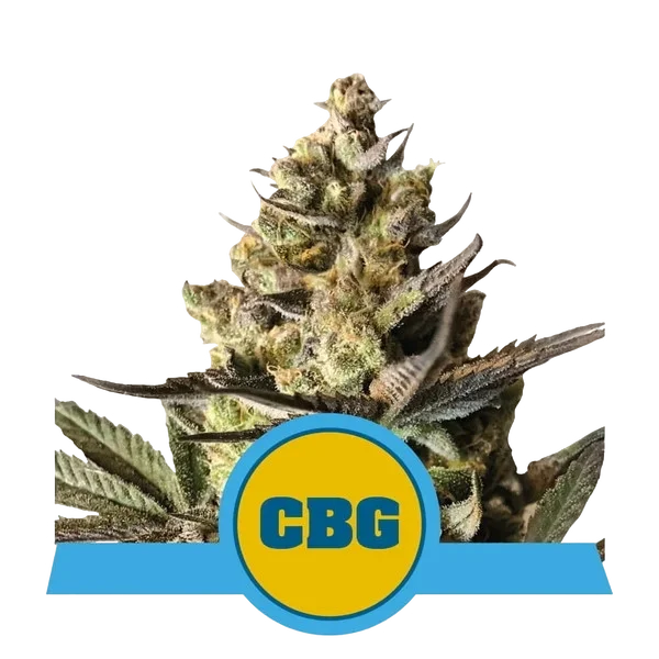 Royal CBG Auto – Produktansicht