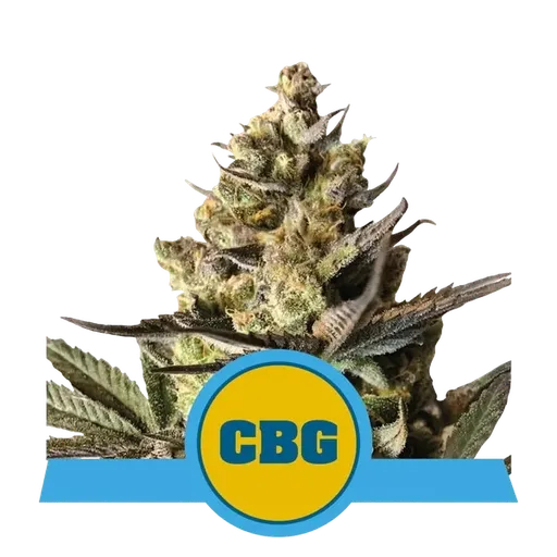 Royal CBG