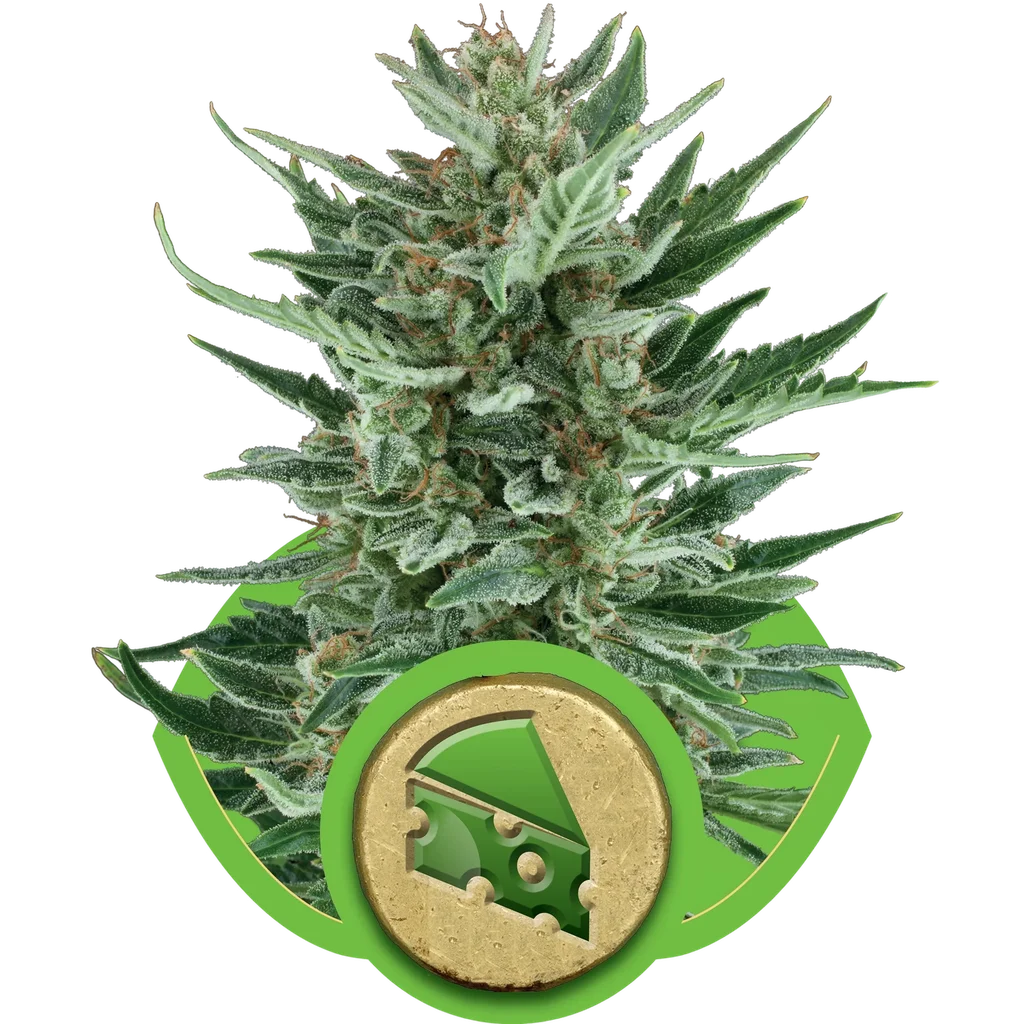Royal Cheese Auto – Produktansicht