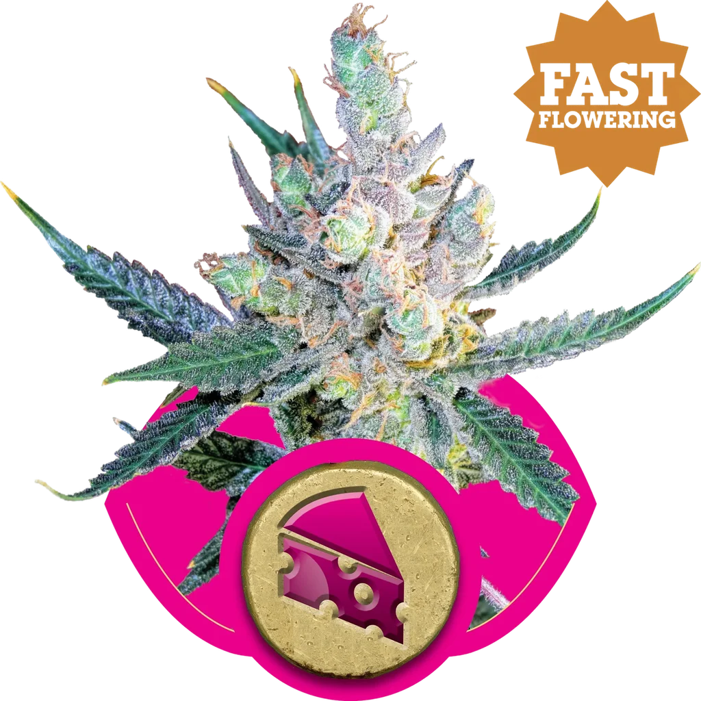 Royal Cheese FAST Version – Produktansicht