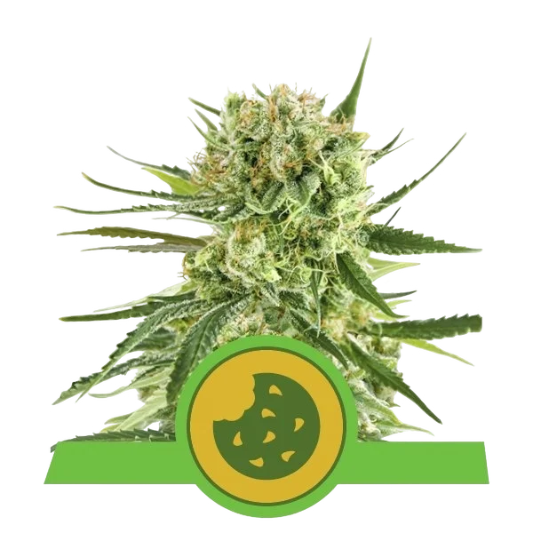 Royal Cookies Auto – Produktansicht