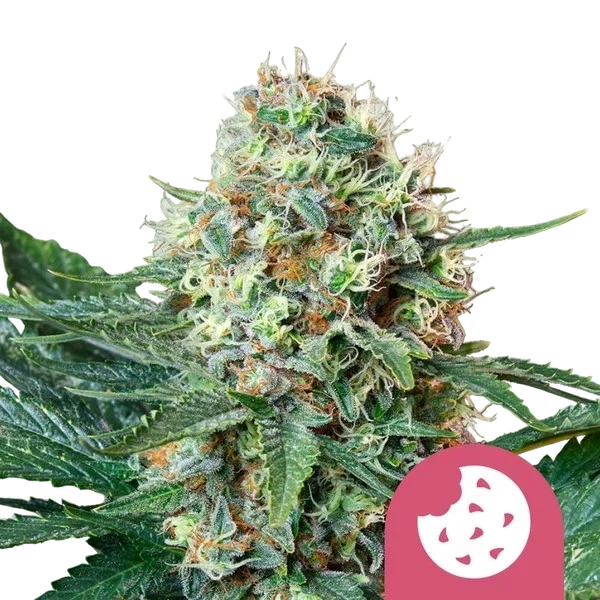Royal Cookies – Produktansicht