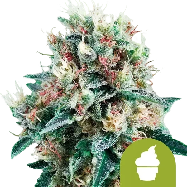 Royal Creamatic Auto – Produktansicht