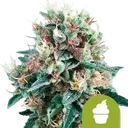 Royal Creamatic | AUTOFEM | Royal Queen Seeds
