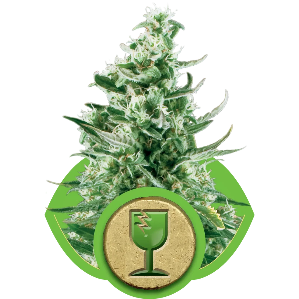 Royal Critical Auto – Produktansicht
