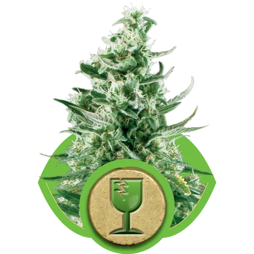 Royal Critical | AUTOFEM | Royal Queen Seeds