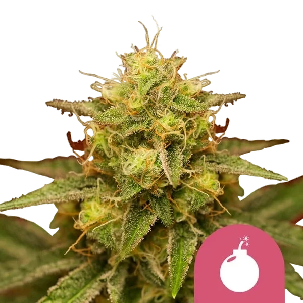 Royal Domina – Produktansicht