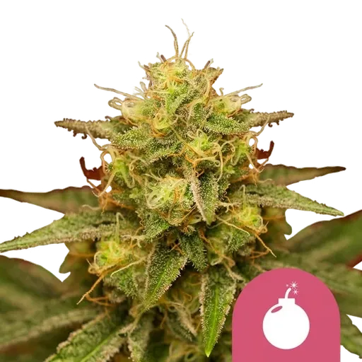 Royal Domina | PHOTOFEM | Royal Queen Seeds