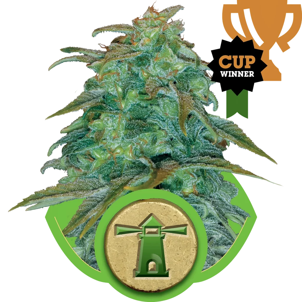 Royal Haze Auto – Produktansicht