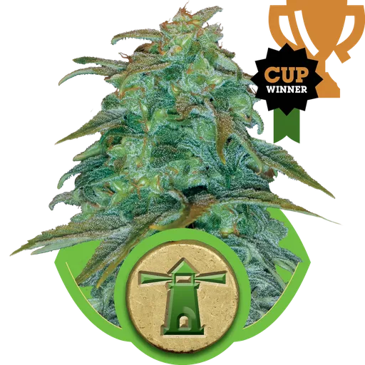 Royal Haze | AUTOFEM | Royal Queen Seeds