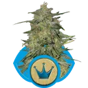 Royal Highness CBD | PHOTOFEM | Royal Queen Seeds