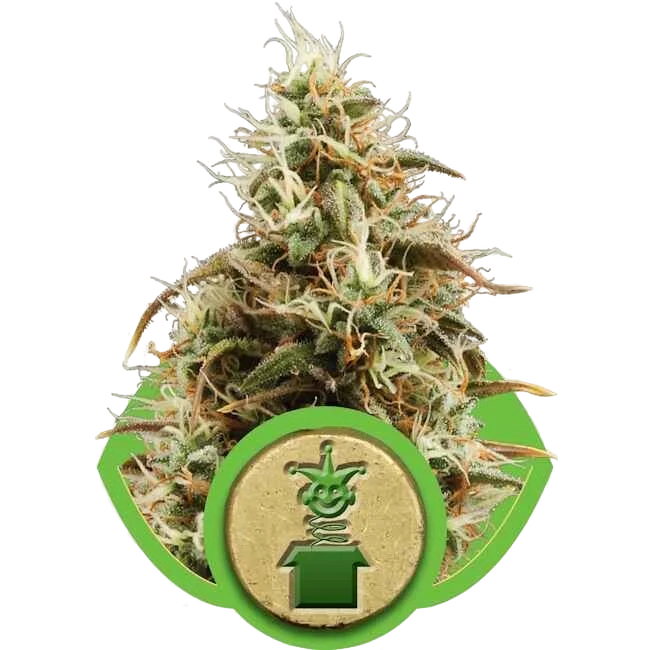 Royal Jack Auto | AUTOFEM | Royal Queen Seeds