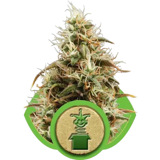 Royal Jack | AUTOFEM | Royal Queen Seeds