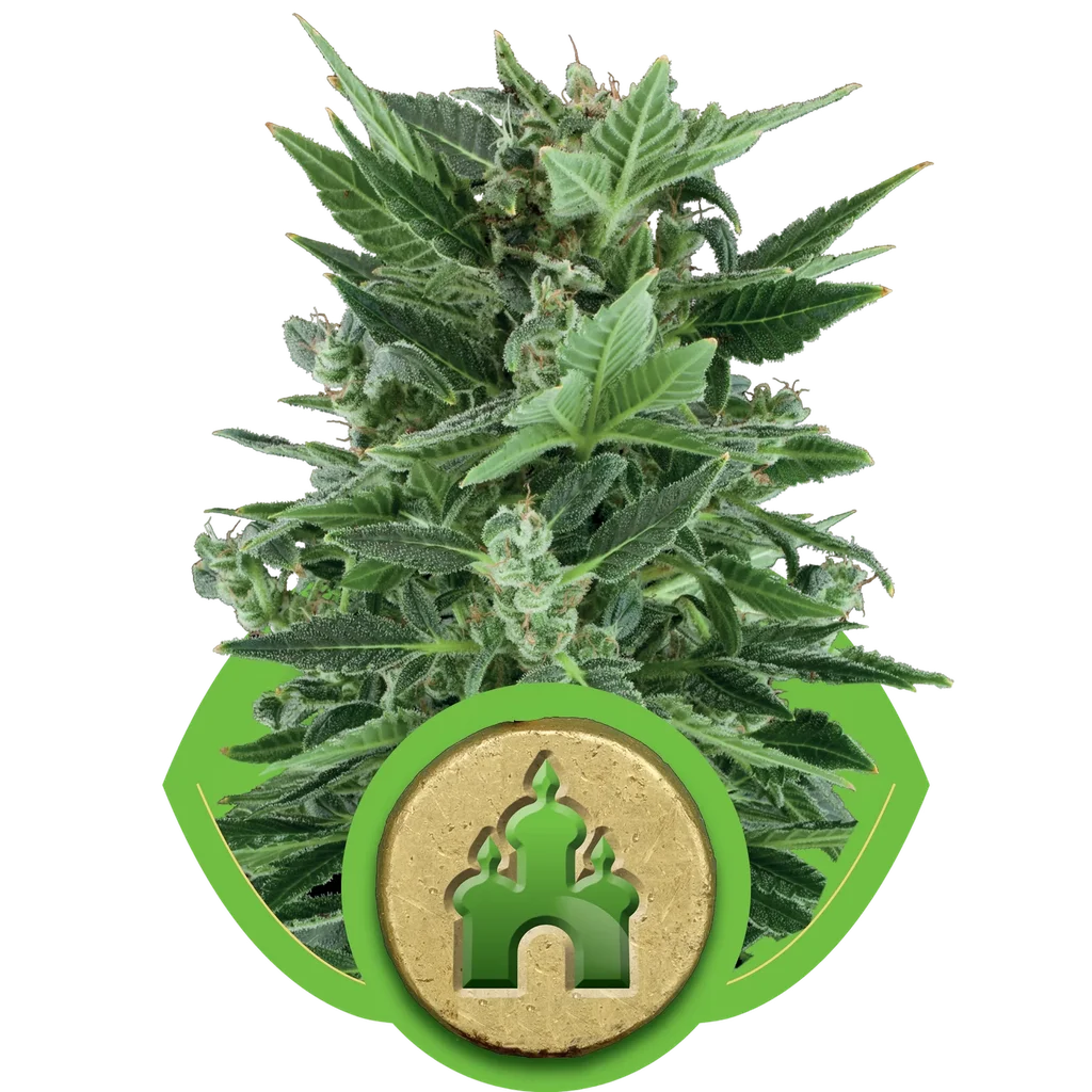 Royal Kush Auto – Produktansicht