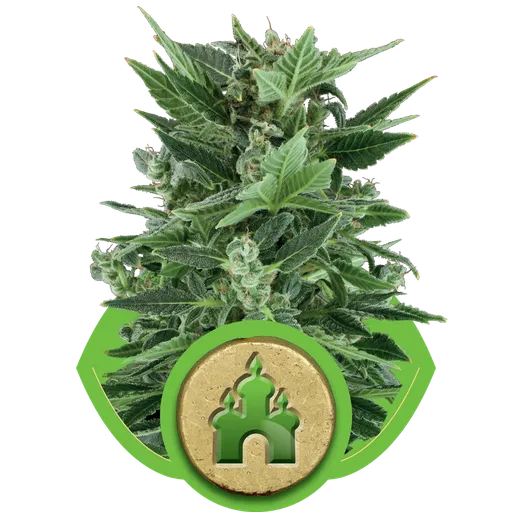 Royal Kush Auto | AUTOFEM | Royal Queen Seeds
