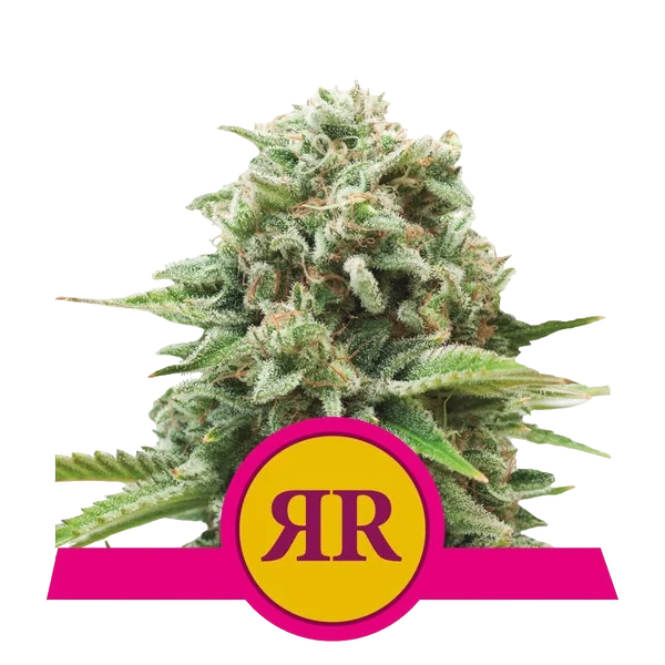Royal Runtz – Produktansicht