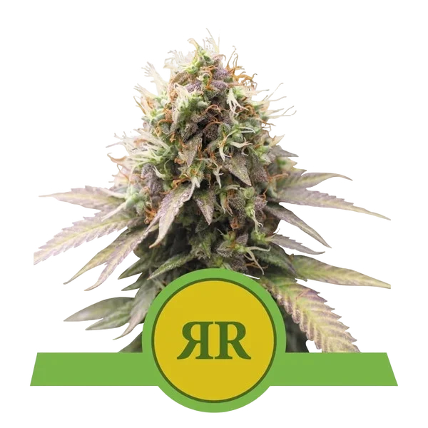 Royal Runtz Auto – Produktansicht