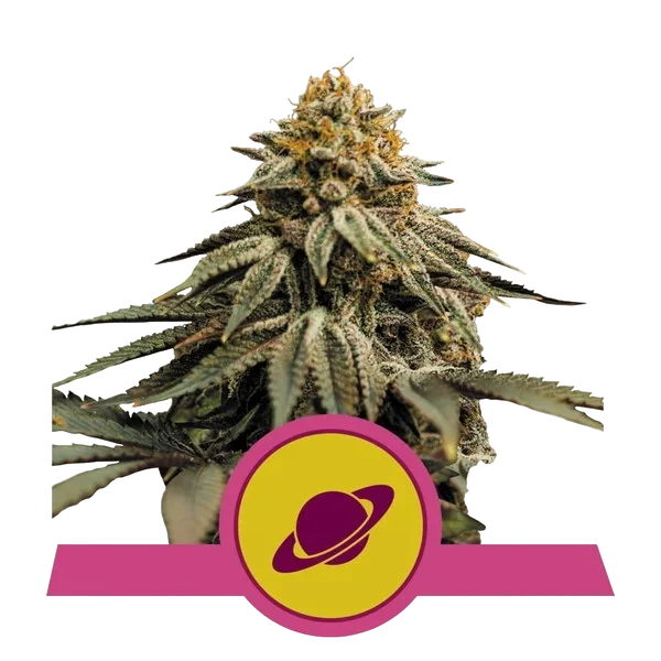 Royal Skywalker – Produktansicht