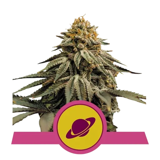 Royal Skywalker | PHOTOFEM | Royal Queen Seeds