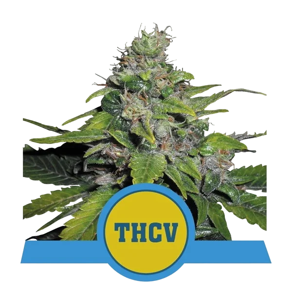 Royal THCV – Produktansicht