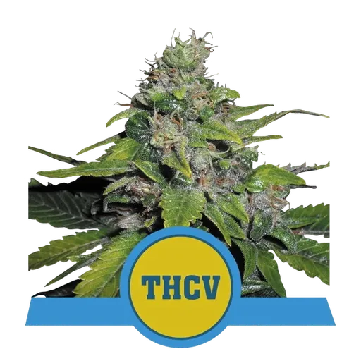 Royal THCV | PHOTOFEM | Royal Queen Seeds