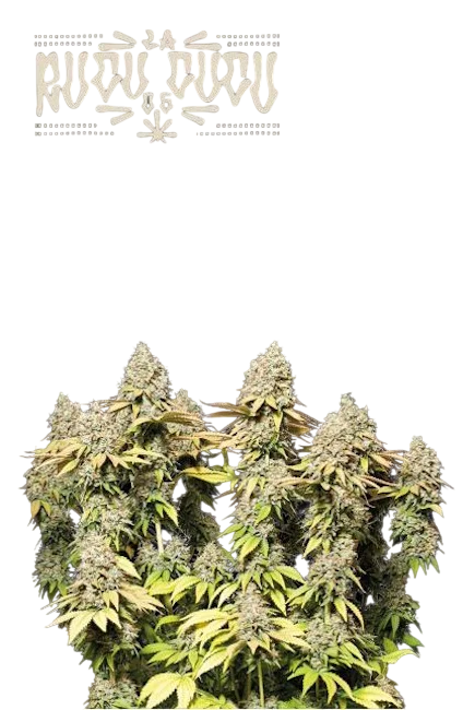 Rucu Cucu OG Auto – Produktansicht