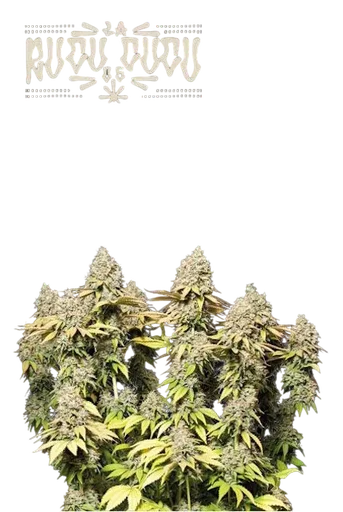 Rucu Cucu OG Auto
