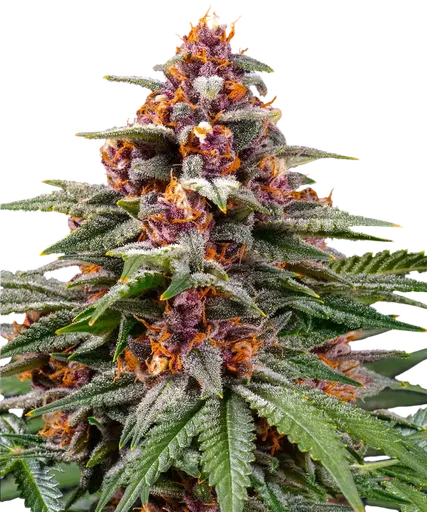 Runtz Auto | AUTOFEM | Barneys Farm