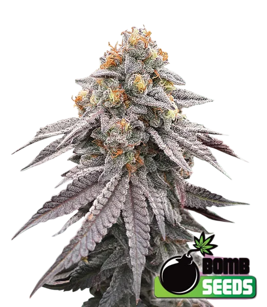 Runtz Bomb – Produktansicht