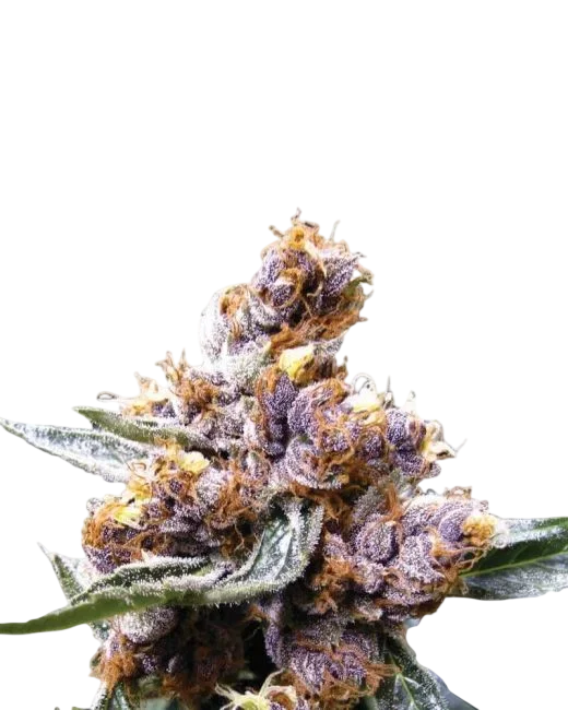 Blueberry – Produktansicht