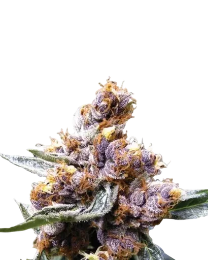 Blueberry