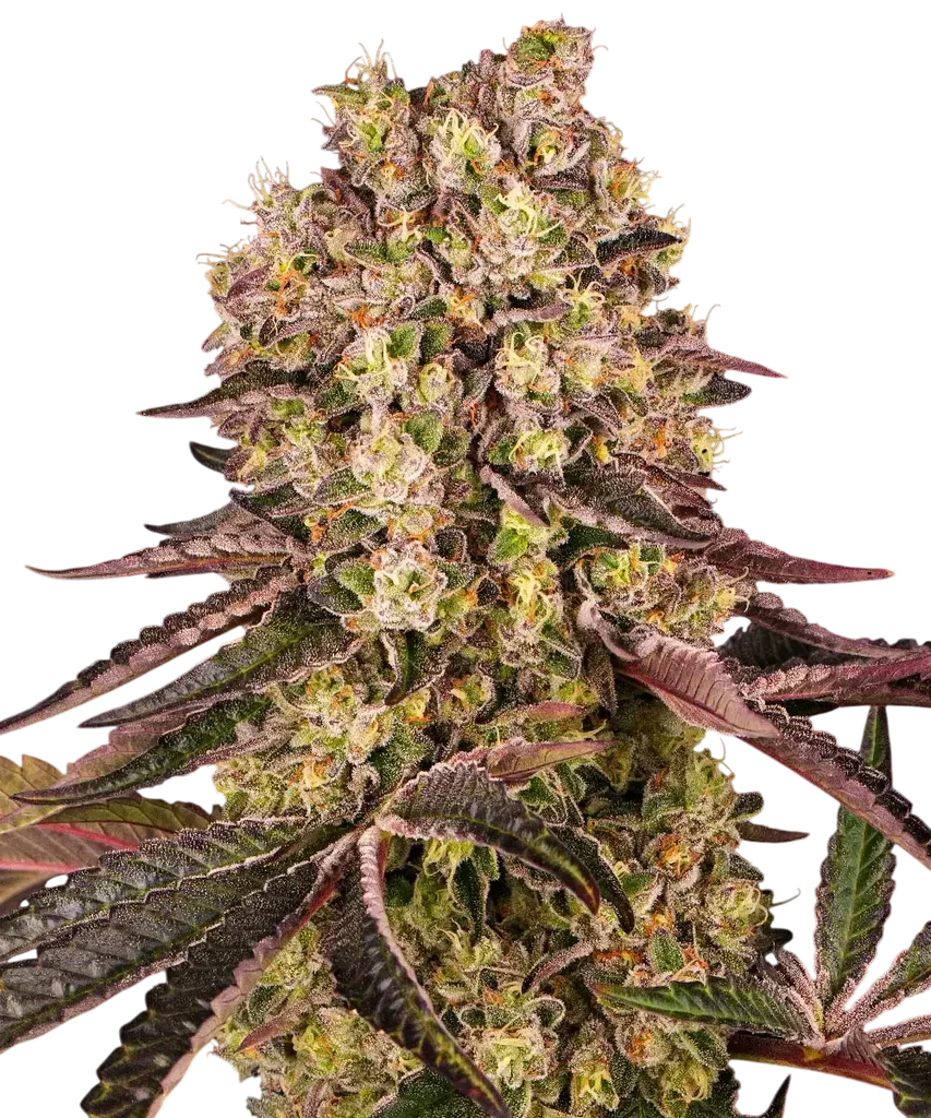 Runtz Muffin | PHOTOFEM | Barneys Farm