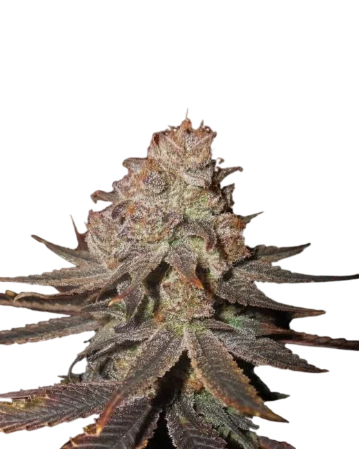 Blueberry Auto – Produktansicht
