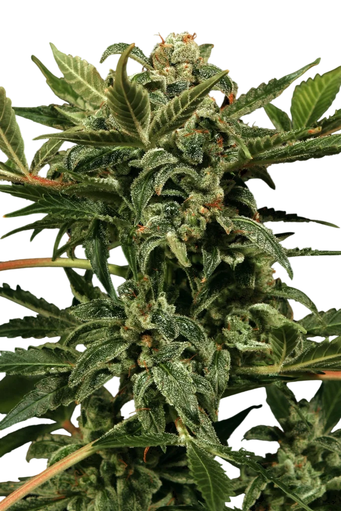 Russian Auto | AUTOFEM | Exotic Seed