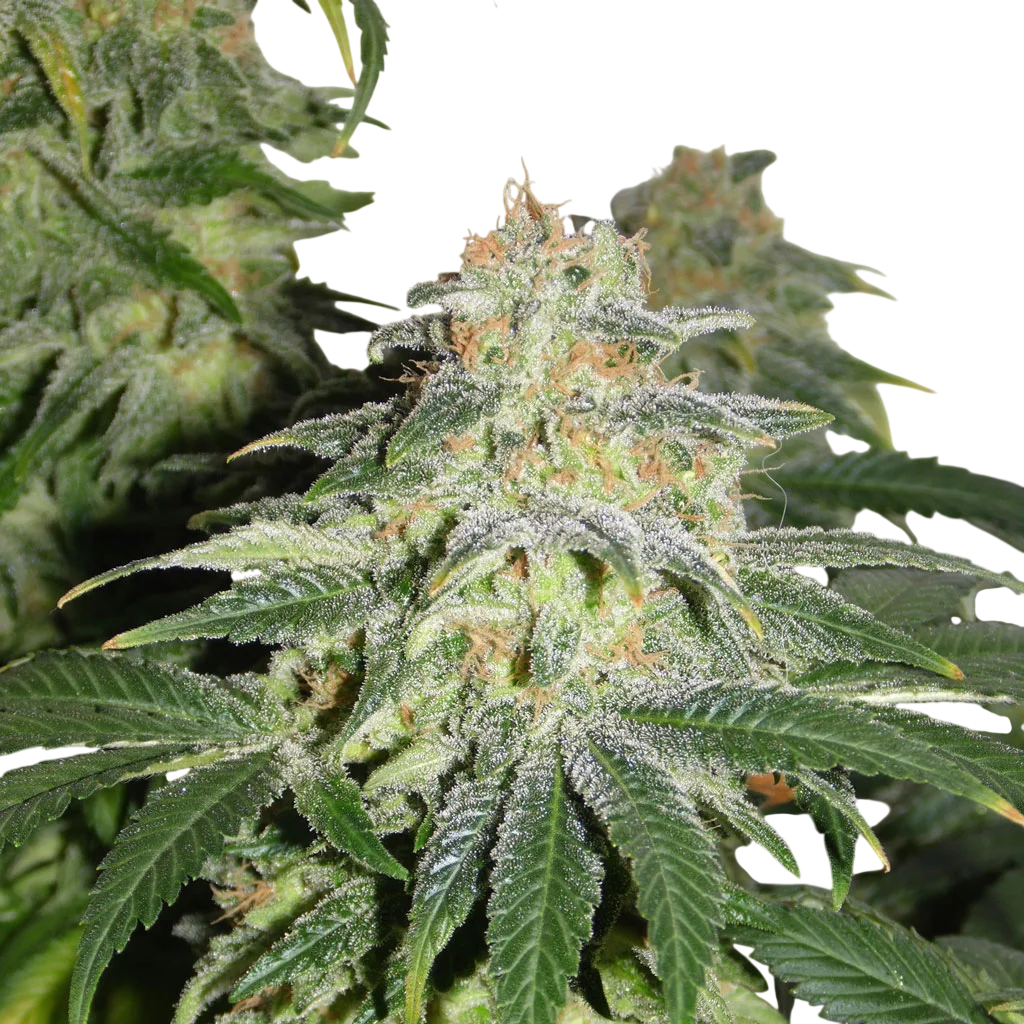 Russian Doll (Muñeka Rusa) | PHOTOFEM | Kannabia Seeds