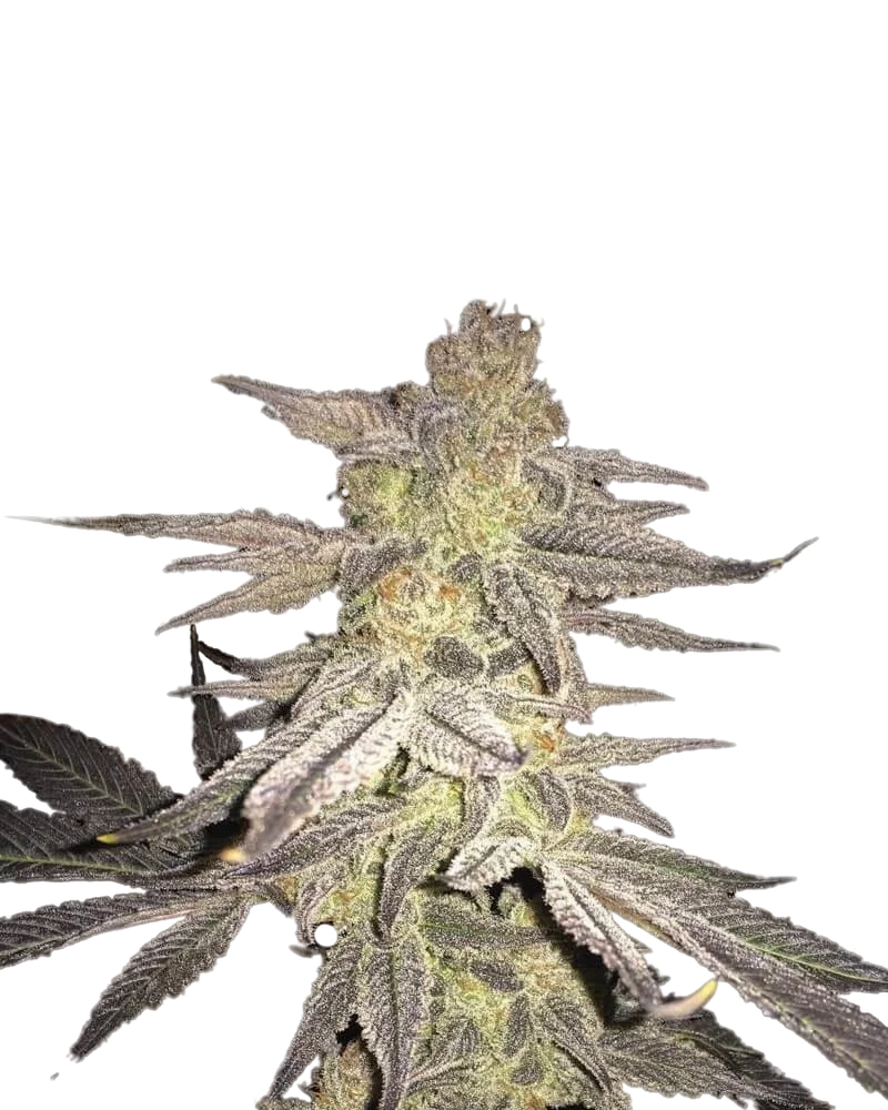 Blueberry – Produktansicht