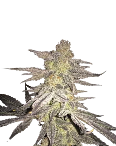 Blueberry