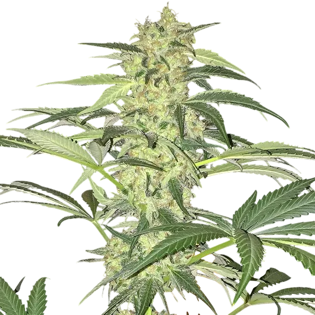 S.A.G.E. CBD | PHOTOFEM | T.H. Seeds