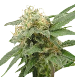 Sage n Sour