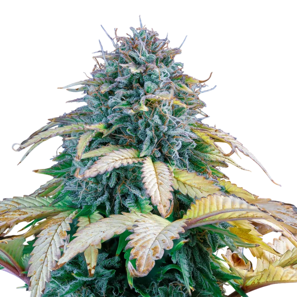 Samsquanch OG Auto – Produktansicht