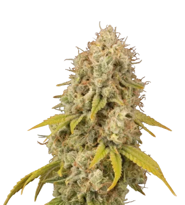 Santa Marta Haze – Produktansicht