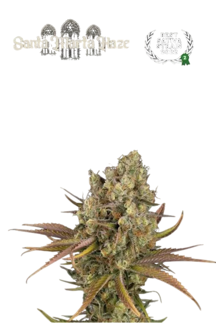 Santa Marta Haze Auto – Produktansicht