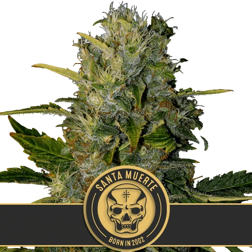 Santa Muerte – Produktansicht